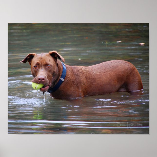 Choklad Lab Pit Mix Hund med Boll Poster (Framsidan)