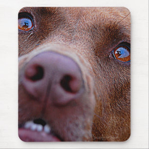 Choklad Lab Pit Mix Hund Nose Musmatta