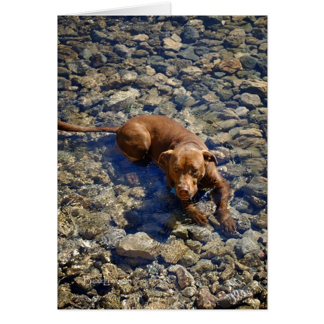 Choklad Lab Pit Mix Hund på Sten Hälsningskort (Framsidan)