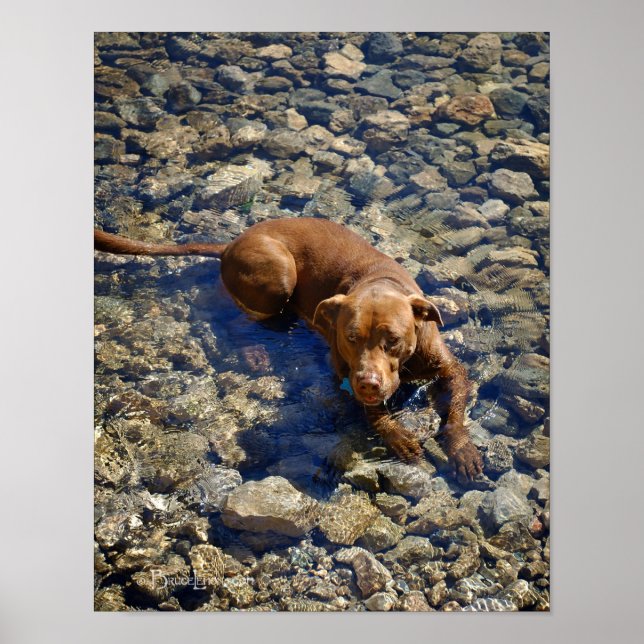 Choklad Lab Pit Mix Hund på Sten Poster (Framsidan)