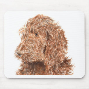 Choklad Labradoodle Musmatta