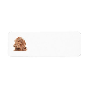 Choklad Labradoodle Returadress Etikett