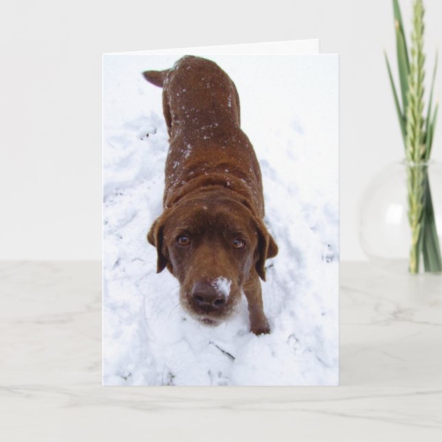 Choklad Labrador i snö Helgkort (Framsida)