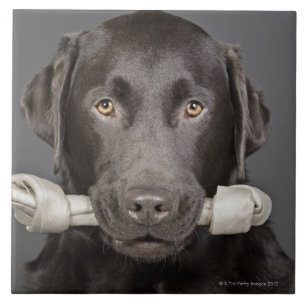 Choklad Labrador Kakelplatta