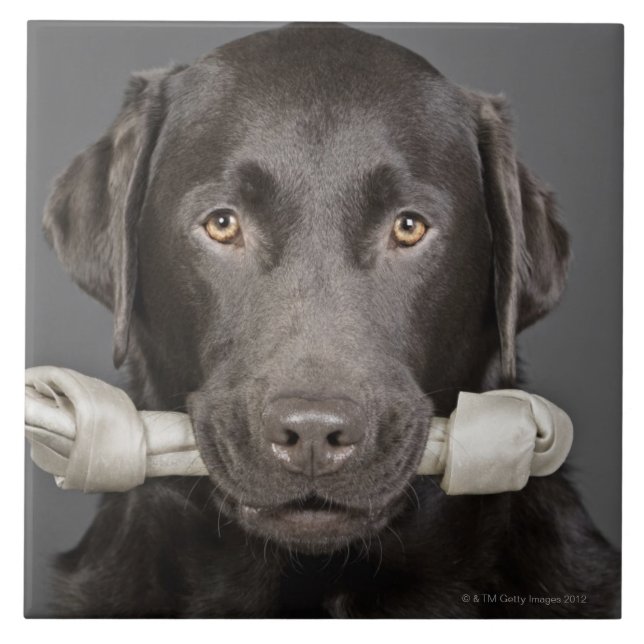 Choklad Labrador Kakelplatta (Framsidan)