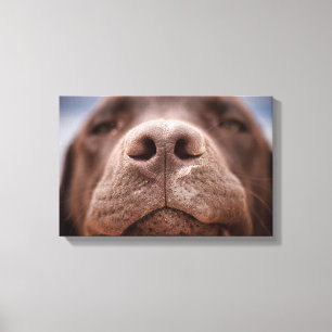 Choklad Labrador Nose Closeup Canvastryck