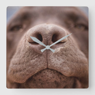 Choklad Labrador Nose Closeup Fyrkantig Klocka