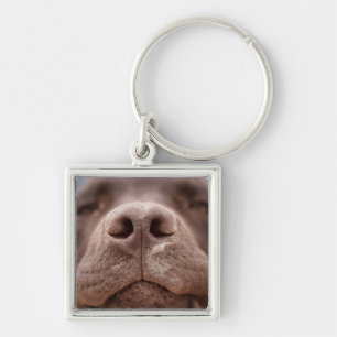 Choklad Labrador Nose Closeup Fyrkantig Silverfärgad Nyckelring