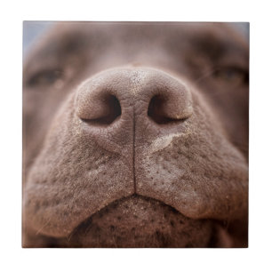 Choklad Labrador Nose Closeup Kakelplatta