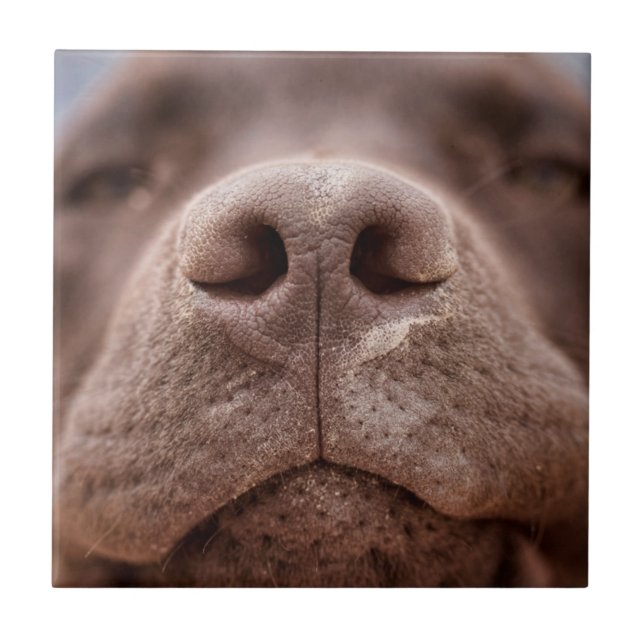 Choklad Labrador Nose Closeup Kakelplatta (Framsidan)