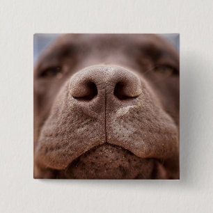 Choklad Labrador Nose Closeup Knapp