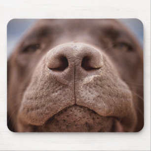 Choklad Labrador Nose Closeup Musmatta