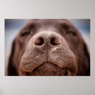 Choklad Labrador Nose Closeup Poster