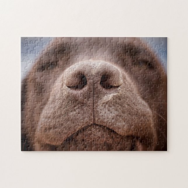 Choklad Labrador Nose Closeup Pussel (Horisontell)