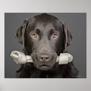 Choklad Labrador Poster