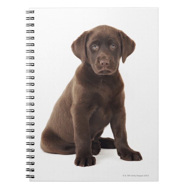 Choklad Labrador Retriever Valp Anteckningsbok (Framsidan)