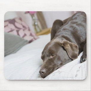 Choklad labrador som sovar på säng musmatta