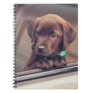 Choklad Labrador-valpen i bil Anteckningsbok