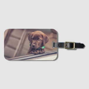 Choklad Labrador-valpen i bil Bagagebricka