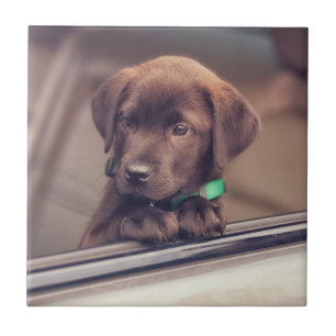 Choklad Labrador-valpen i bil Kakelplatta
