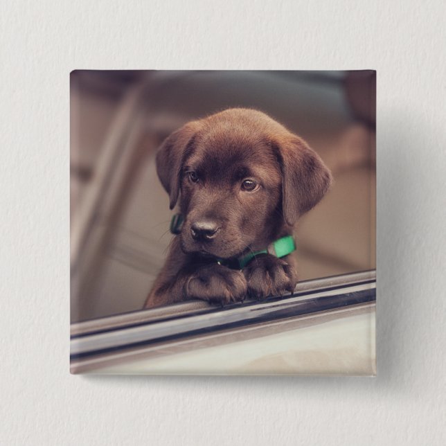 Choklad Labrador-valpen i bil Knapp (Framsida)