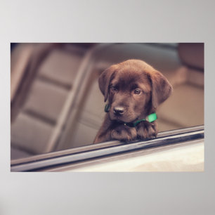 Choklad Labrador-valpen i bil Poster