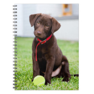 Choklad Labrador-valpen med tennis Boll Anteckningsbok