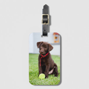Choklad Labrador-valpen med tennis Boll Bagagebricka