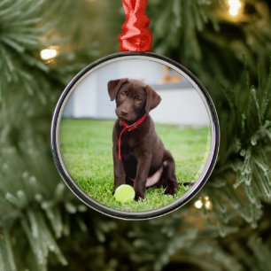 Choklad Labrador-valpen med tennis Boll Julgransprydnad Metall