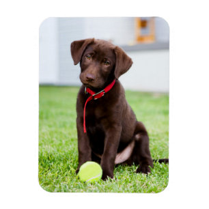 Choklad Labrador-valpen med tennis Boll Magnet