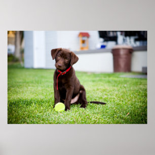 Choklad Labrador-valpen med tennis Boll Poster