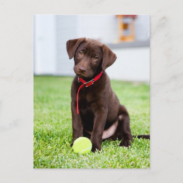 Choklad Labrador-valpen med tennis Boll Vykort (Framsida)