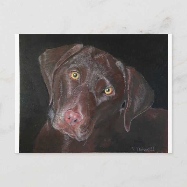Choklad Labrador Vykort (Framsida)