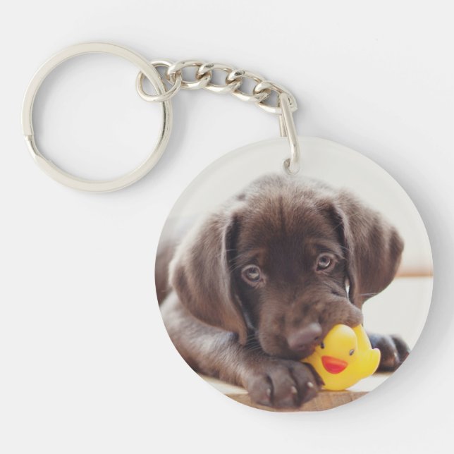 Choklad labradus valp med Leksak Anka (Framsidan)
