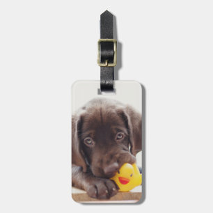 Choklad labradus valp med Leksak Anka Bagagebricka