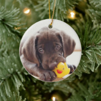 Choklad labradus valp med Leksak Anka