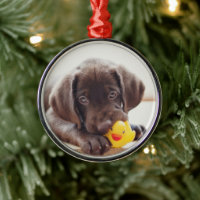 Choklad labradus valp med Leksak Anka