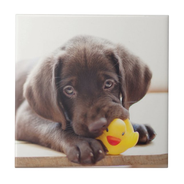 Choklad labradus valp med Leksak Anka Kakelplatta (Framsidan)