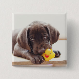 Choklad labradus valp med Leksak Anka Knapp