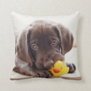 Choklad labradus valp med Leksak Anka Kudde