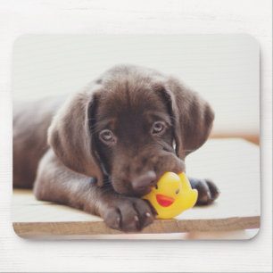 Choklad labradus valp med Leksak Anka Musmatta