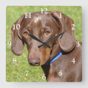 Choklad och Tan Dachshund - Doxie Fyrkantig Klocka