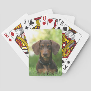Choklad och Tan Dachshund - Doxie Hund Casinokort