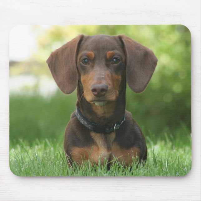 Choklad och Tan Dachshund - Doxie Musmatta (Framsidan)