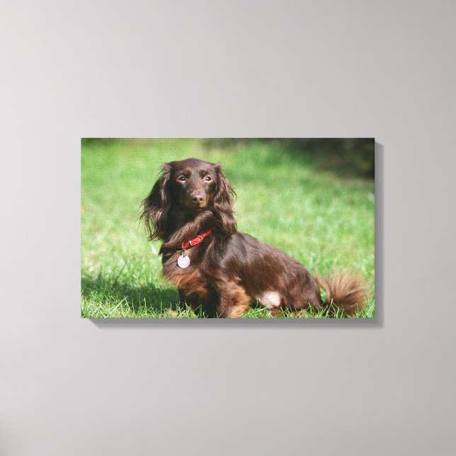 Choklad och Tan Miniature Dachshund med lång halve Canvastryck (Framsida)