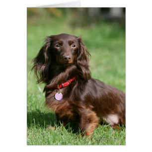 Choklad och Tan Miniature Dachshund med lång halve Hälsningskort