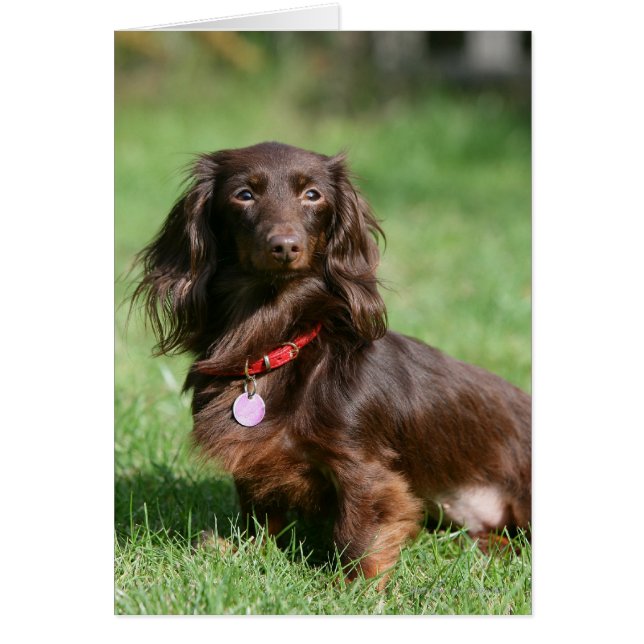 Choklad och Tan Miniature Dachshund med lång halve Hälsningskort (Framsidan)