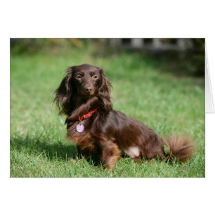 Choklad och Tan Miniature Dachshund med lång halve Hälsningskort