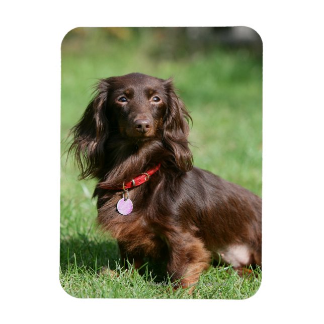 Choklad och Tan Miniature Dachshund med lång halve Magnet (Vertikal)