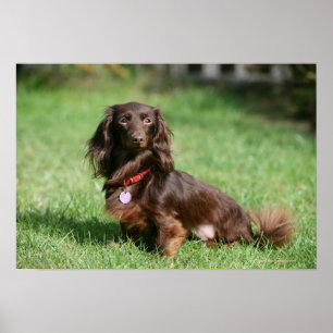 Choklad och Tan Miniature Dachshund med lång halve Poster